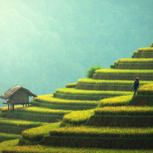Rice Terraces