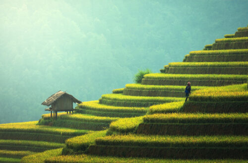 Rice Terraces